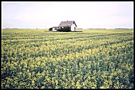 an abandoned house in a field of canola -  49 kb